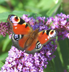 Peacock Butterfly very happy to sit on Buddleja flowers