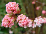 Viburnum x bodnantense 'Charles Lamont'