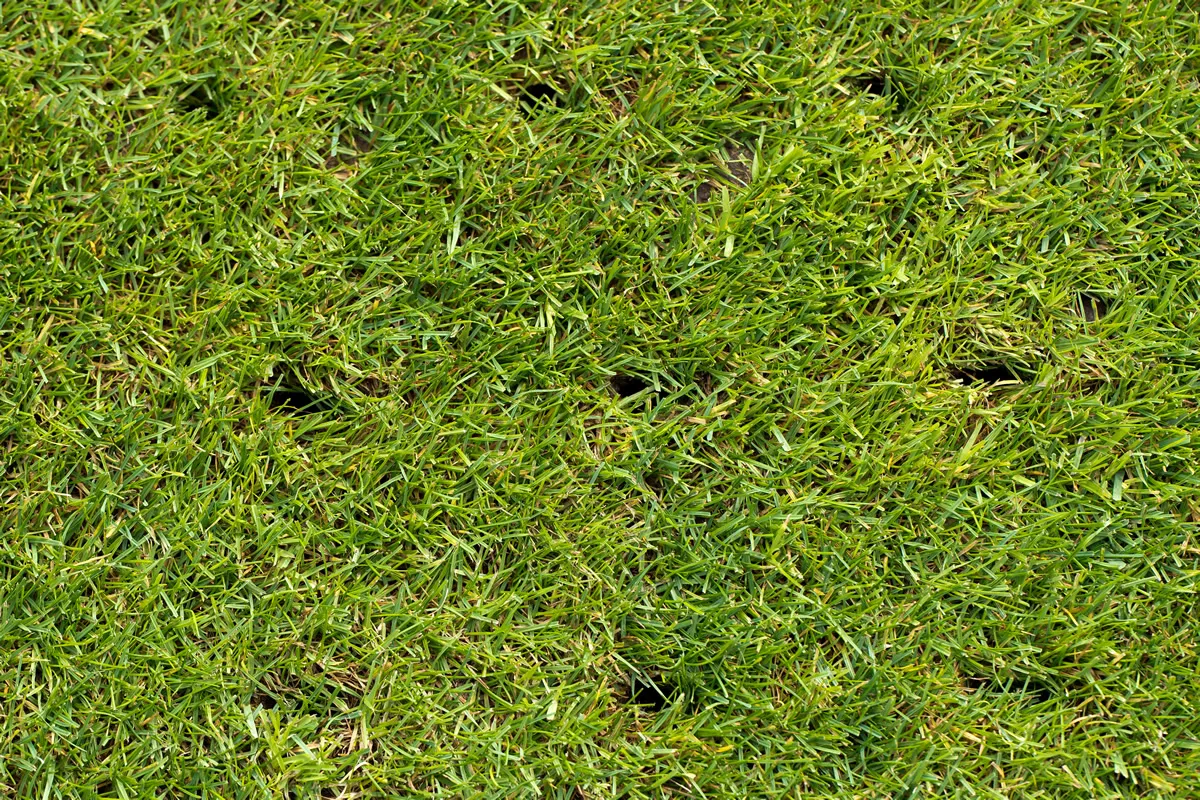 lawn with holes on a football field after aerating