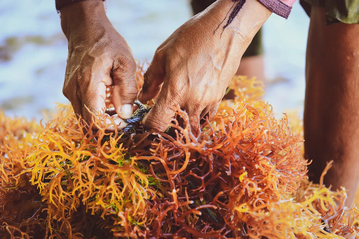 Selective focus on farmer's hands collecting seaweed at seaweed farm in Nusa Penida, Indonesia