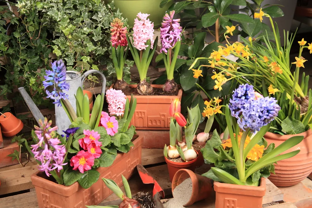 Flower bulbs in terracotta Pots
