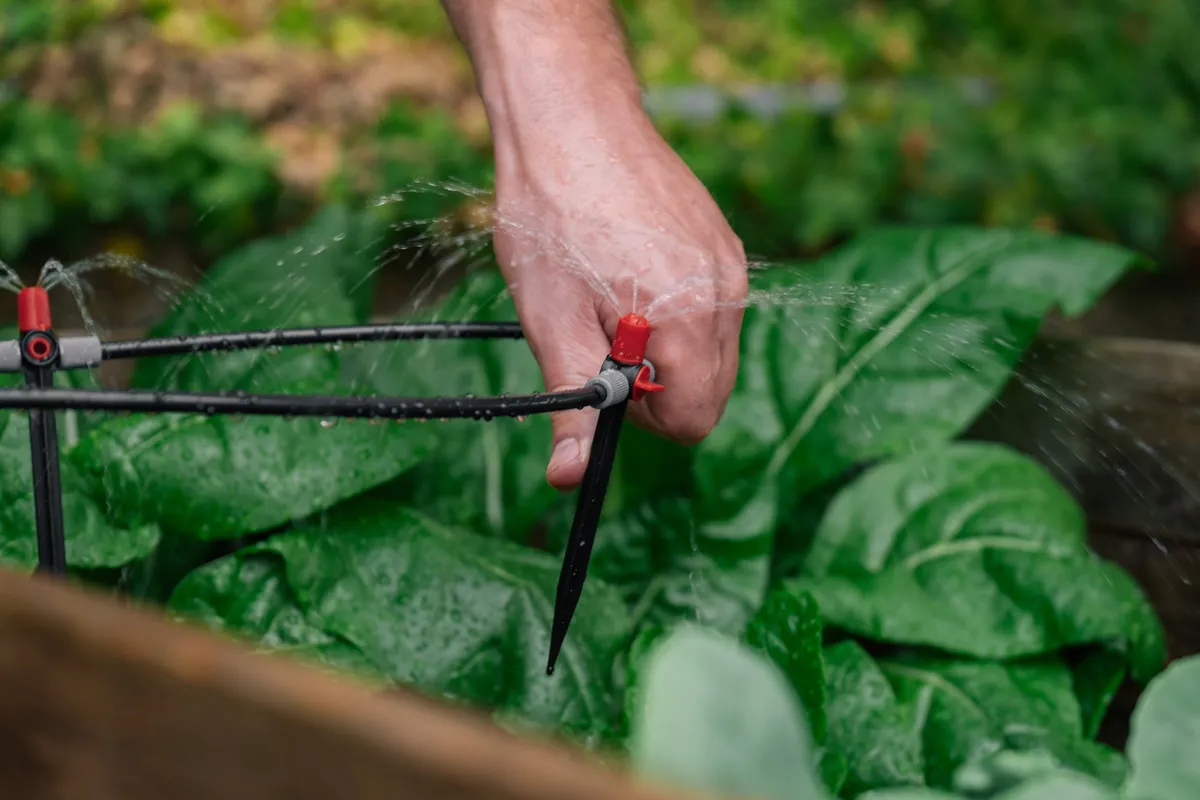 Drip irrigation installation.Drip hose and sprinkler in hands on a garden bed with green chard background. Irrigation equipment.