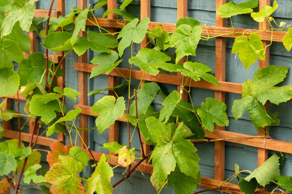 young Grape vines on a wooden trellis structure in garden