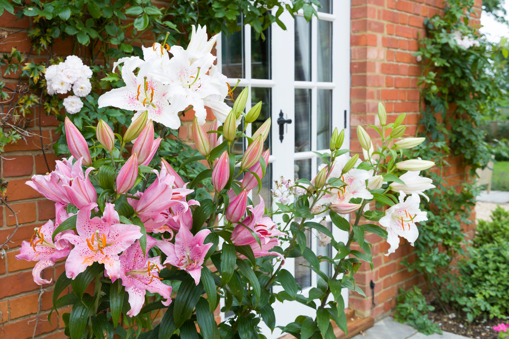Oriental lilies, lily flower border in an English garden, UK
