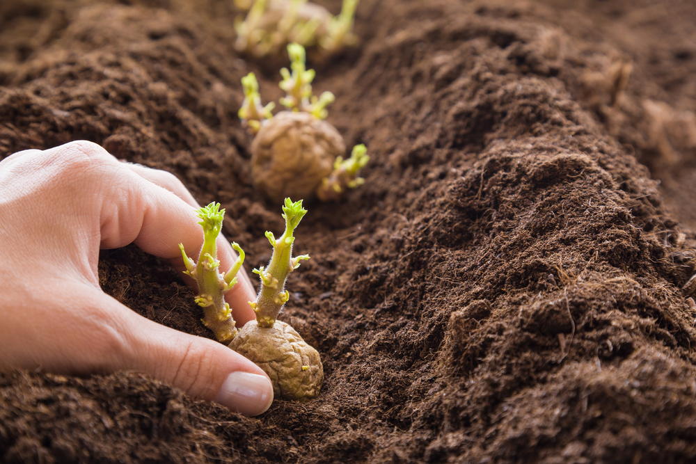 Hand planting potato tubers into the ground. Early spring preparations for the garden season.