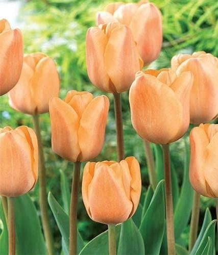 Apricot Foxx Triumph Tulip