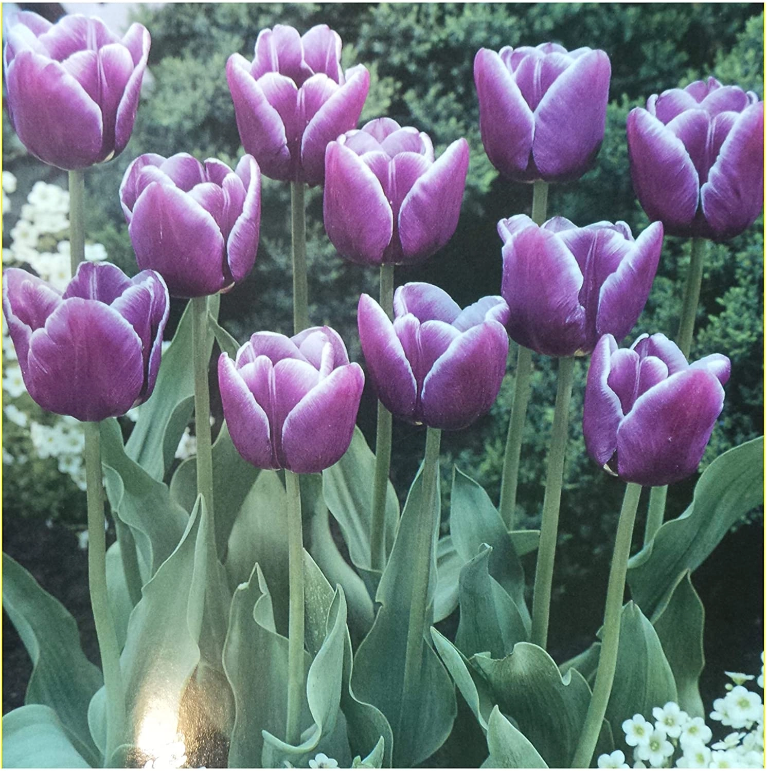 Arabian Mystery Triumph Tulip