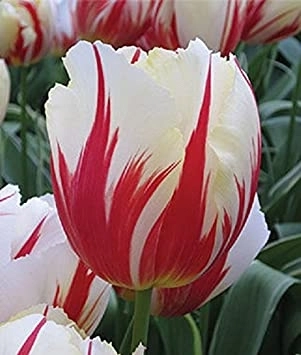 Carnaval De Rio Triumph Tulip Bulbs