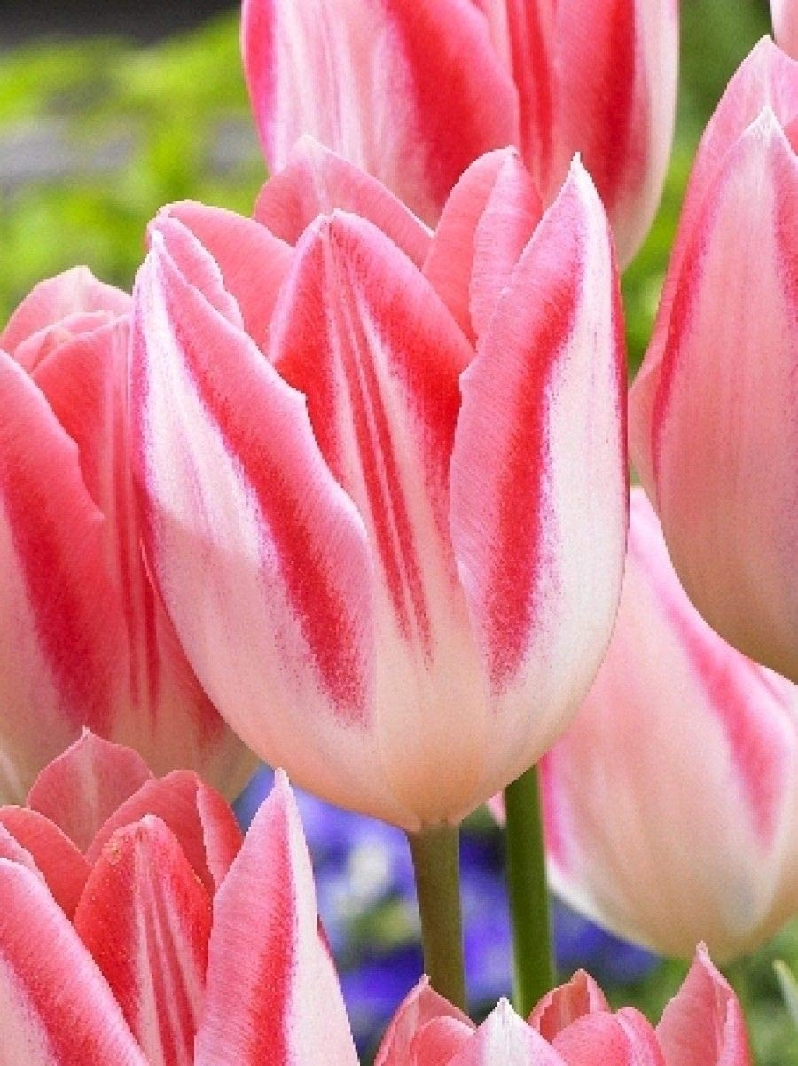 Mickey Chic Tulip Bulbs