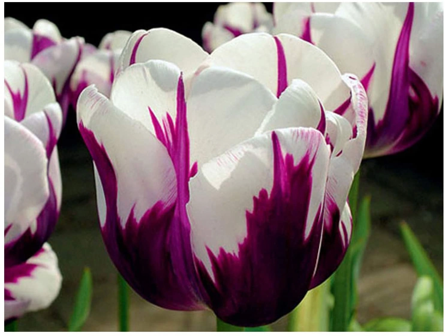 Rems Triumph Tulipa Tulip
