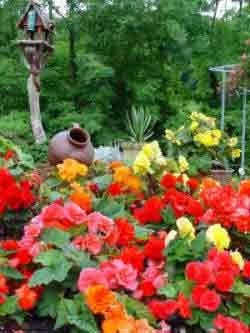 A bed of colourful begonias