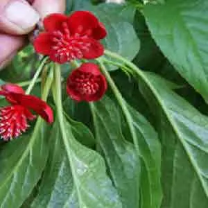 schsamdra rubriflora flowers - the Chinese Magnolia Creeper