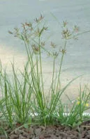 Nutgrass lawn weed