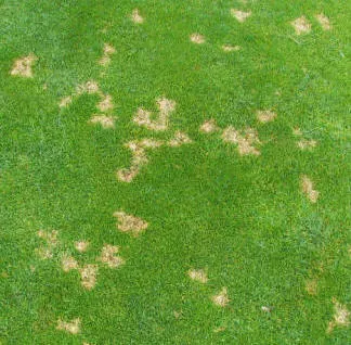 Dollar Spot Disease identification