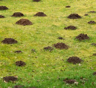 Molehills on grass