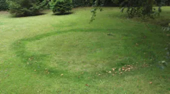 Fairy rings in the lawn showing the dark green grass and also the toadstool growths.
