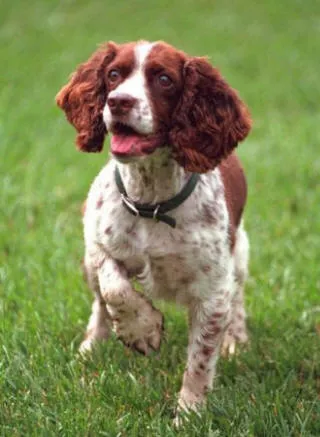 English springer spaniel