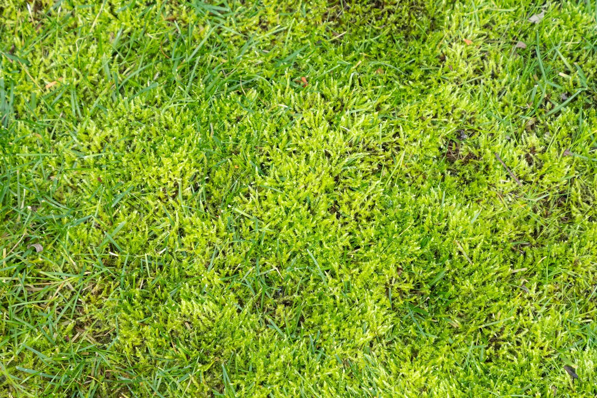 Moss in lawn. Lawn in serious need of moss killer. Removing old moss and dead grass from the lawn. Aeration and improving the lawn quality. Close-up.
