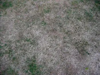 Brown Lawn Grass