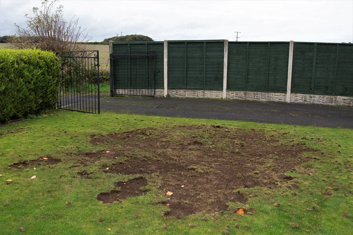 Chafer grubs destroy lawns because they feed on grass roots when they hatch. Animals and birds also dig up to turf to eat them.