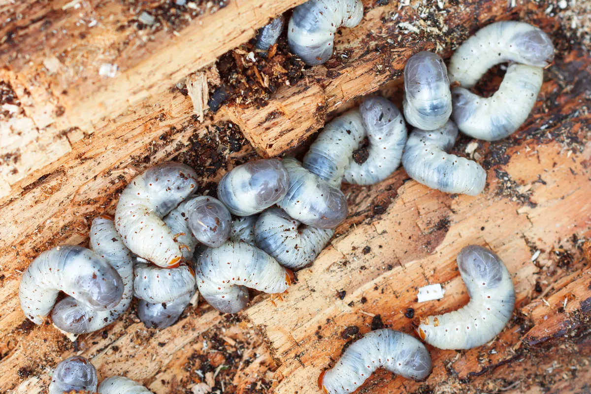 Big and fat cockchafer’s grubs in a rotten tree in farmer’s garden on sunny day in summertime