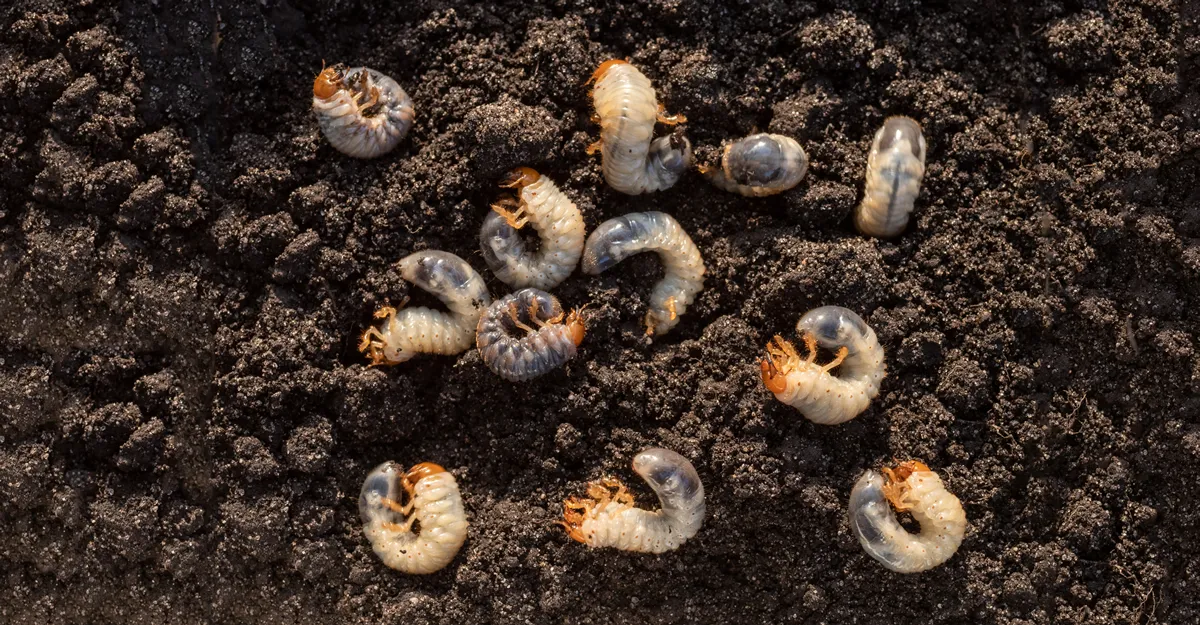 White chafer grub against the background of the soil. Larva of the May beetle. Agricultural pest.