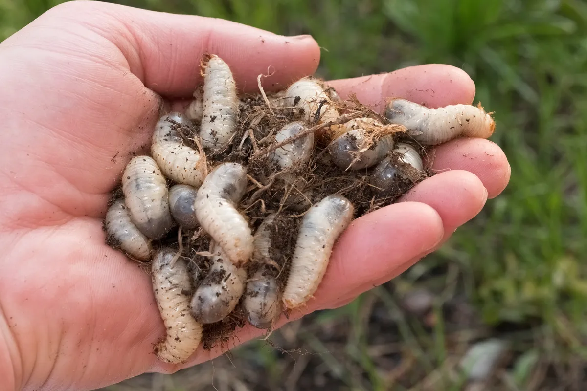 Larvae garden pests. Top view close-up of many Scarab beetle larva or Chafer Grubs (Scarabaeidae) living in the soil of a lawn, collected in the hand while gardening.
