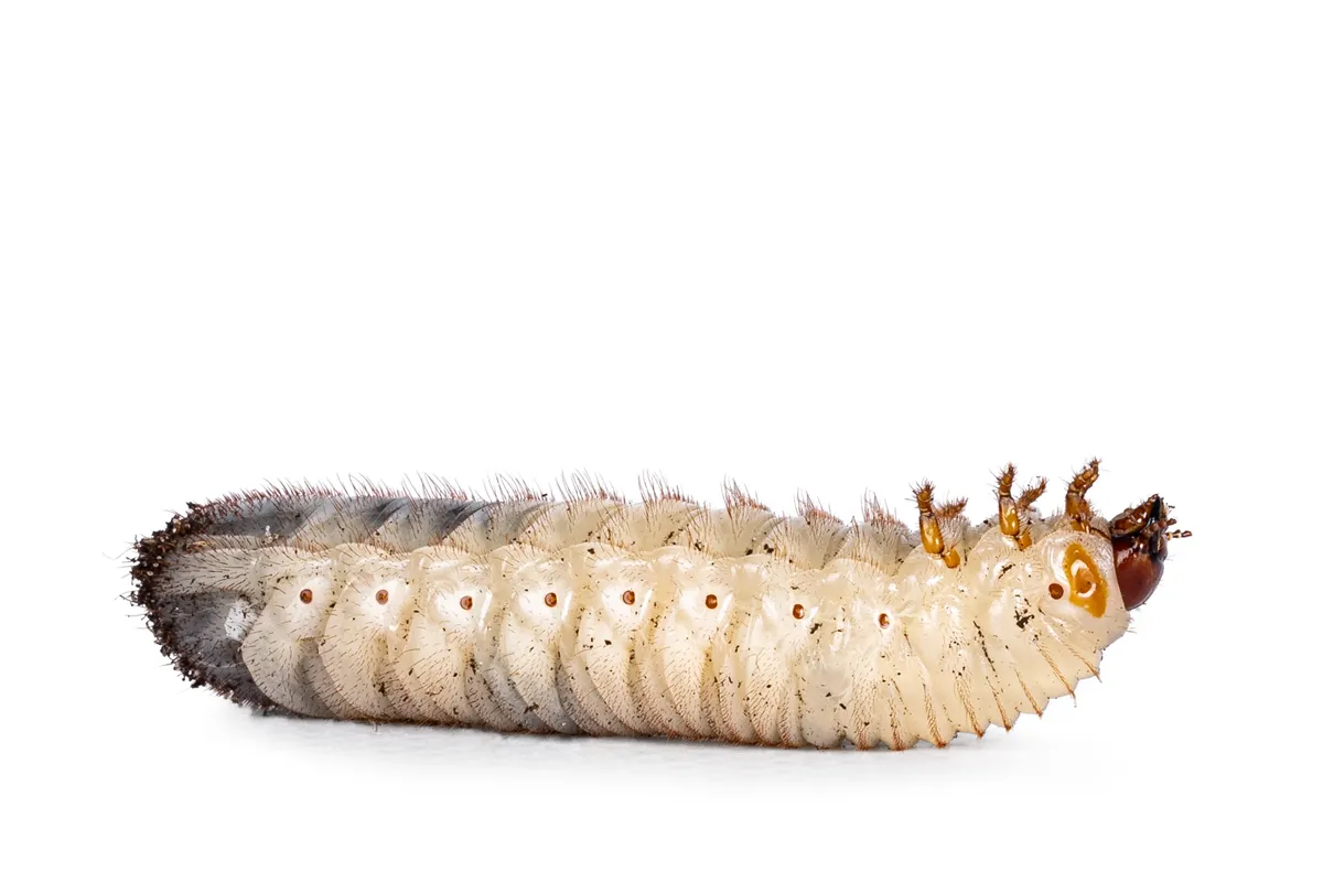 Larva or grub from Congo Rose chafer aka achnoda marginata peregrina. Laying side ways upside down on back. Isolated on a white background.