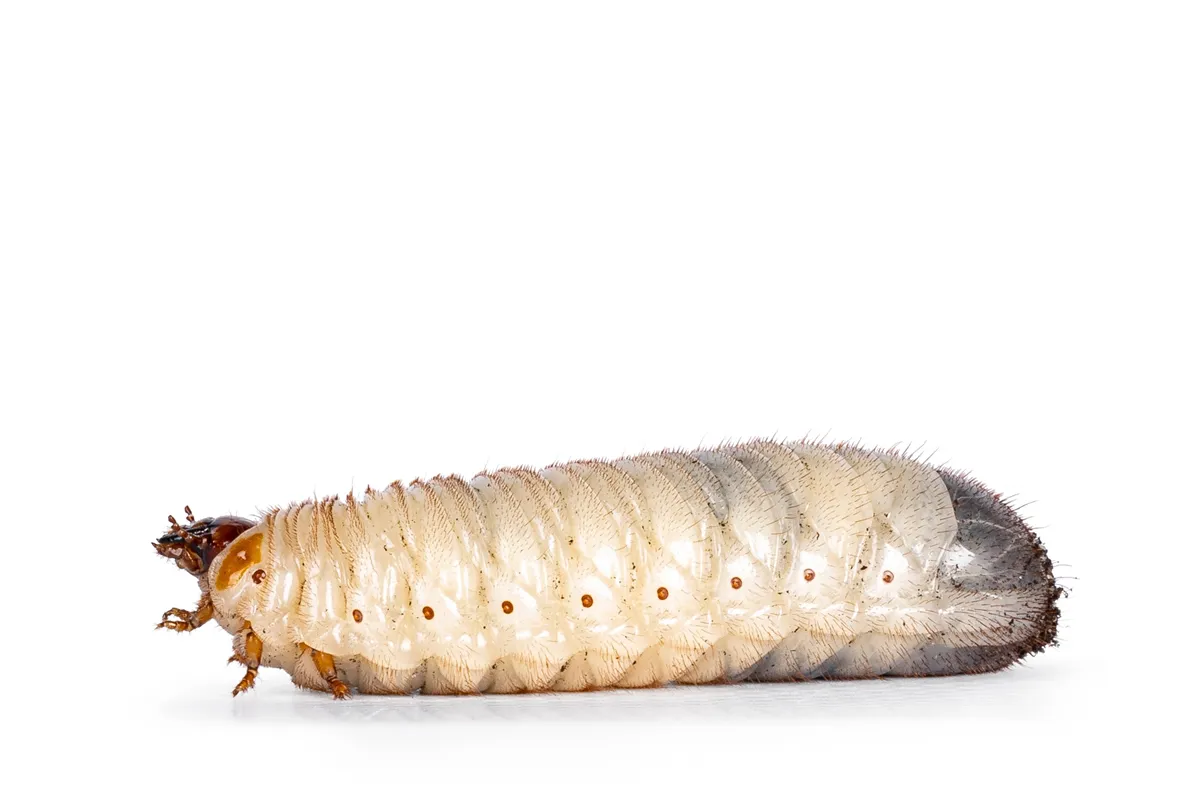 Larva or grub from Congo Rose chafer aka achnoda marginata peregrina. Laying side ways. Isolated on a white background.