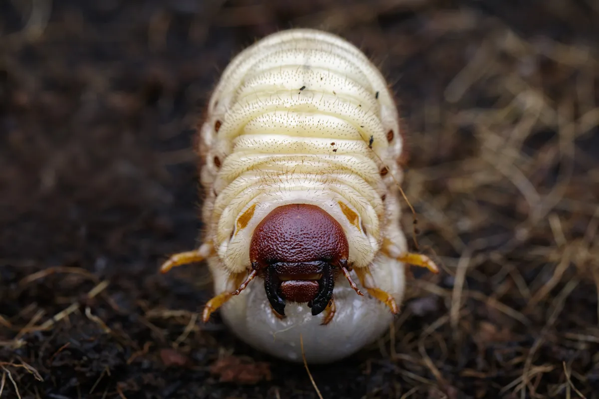 Image of grub worms, Coconut rhinoceros beetle (Oryctes rhinoceros), Larva on the ground.