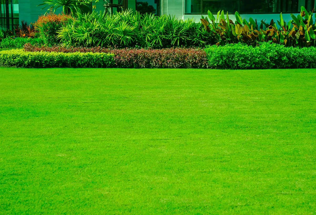 Nature background, green grass surface, landscape design, suitable for making green backdrop, lawn for football practice, fresh green lawn on the back, with hedgerow and bright colored shrubs.