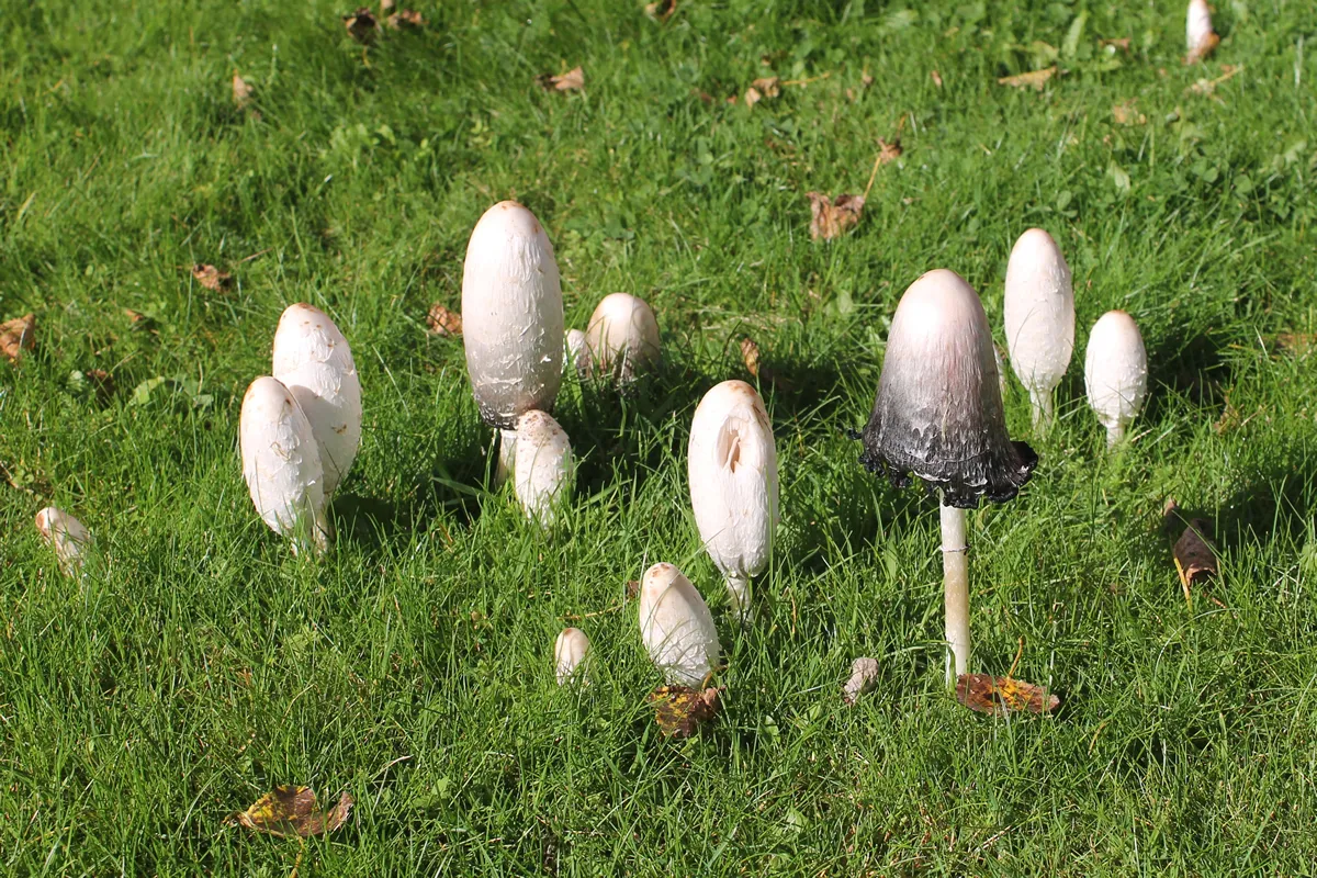 Shaggy Ink Caps in a field in Devon.