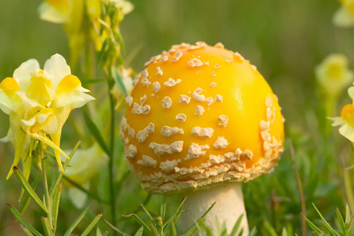 Cute and bright yellow mushroom Amanita muscaria (fky agaric) with round cap grows in green grass among yellow wildflowers Yellow toadflax.