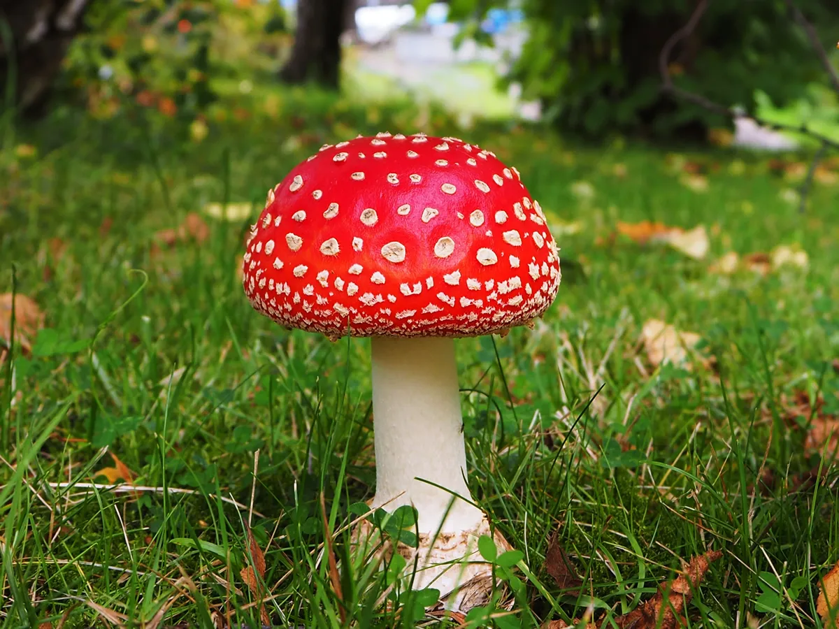 Toadstools in the turf