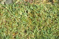 A close look at the enlarged image will see that the scarcity of grass in this lawn is allowing the moss to take over.