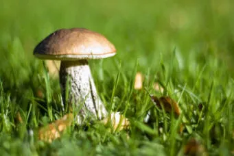 Toadstool in lawn - an autumn - fall - problem