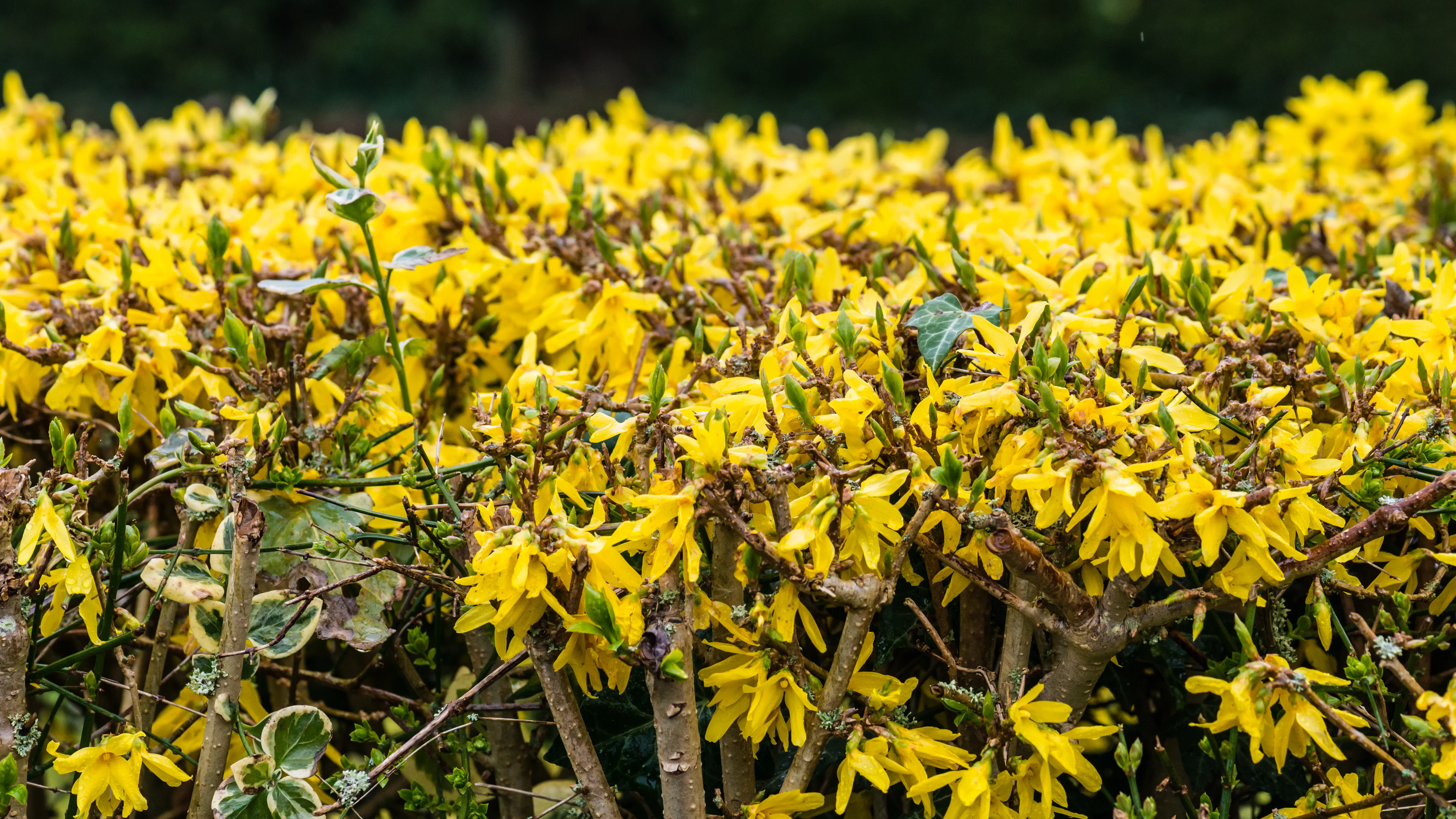 Forsythia