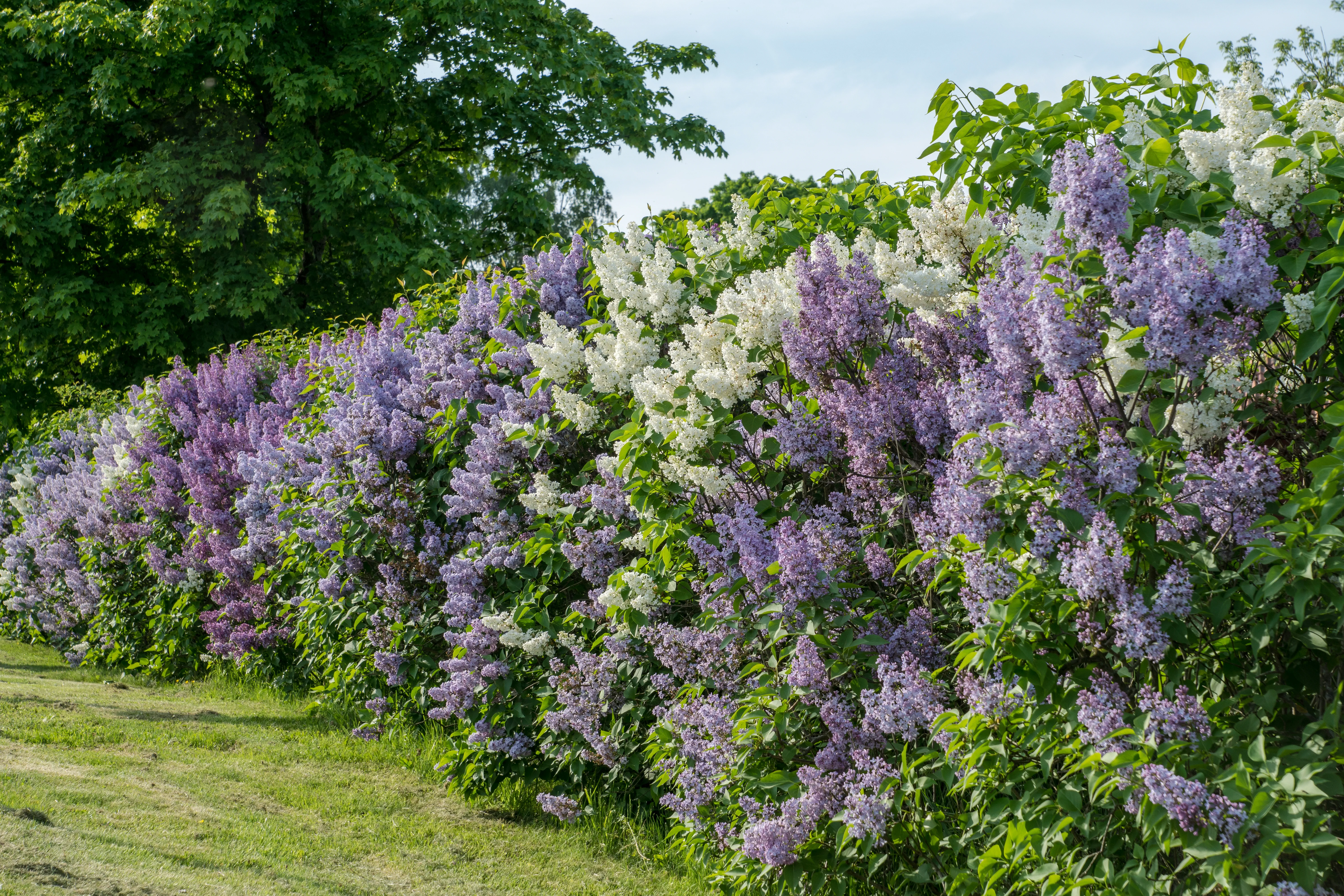 Lilac Hedge