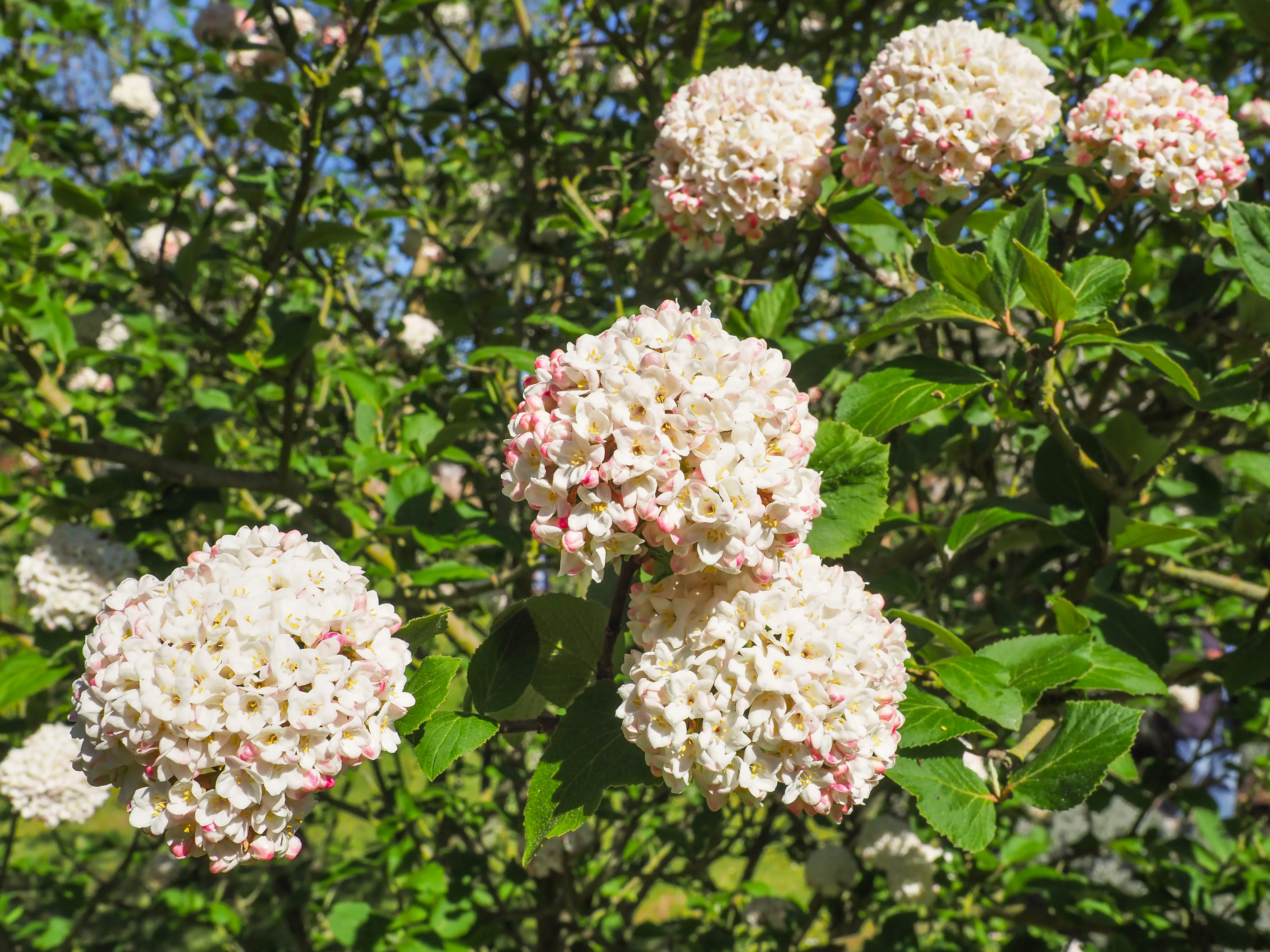 Viburnum Hedge