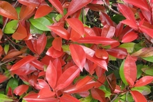Photinia Red Robin Leaf