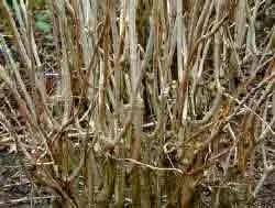 Many new branches after har pruning