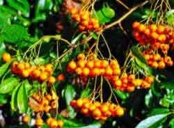 Pyracantha branch