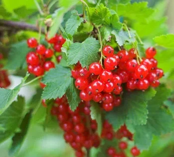 Redcurrant truss of fruit