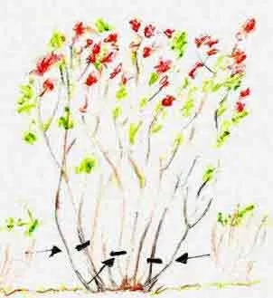 Cutting back a shrub