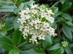 Viburnum tinus - French White