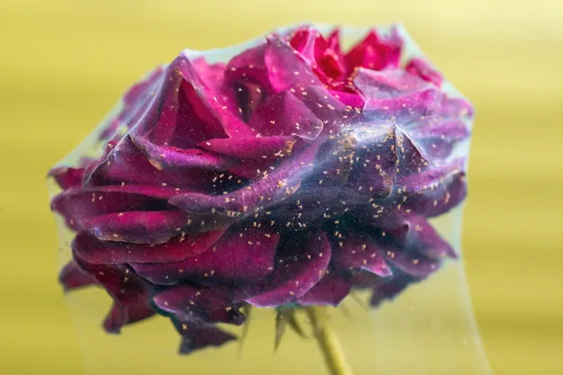Spider mite on a raspberry rose. The entire bud is covered with cobwebs, inside which are small ticks. The background is yellow.
