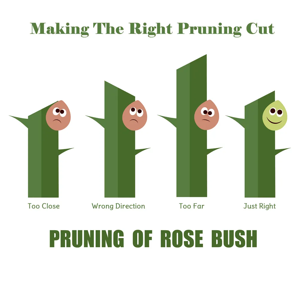 How to make the Correct Pruning Cut on a Rose Bush in the garden