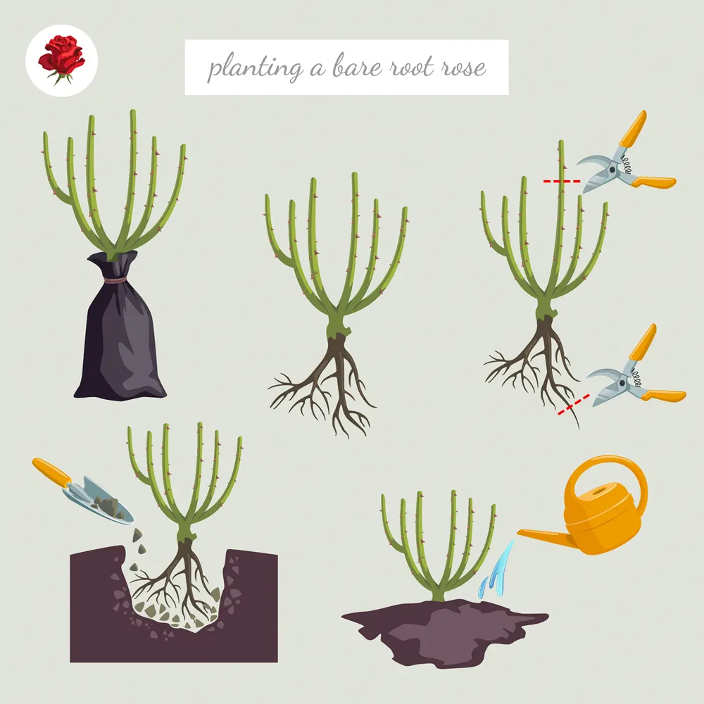 How to Plant a Rose Bush in a garden