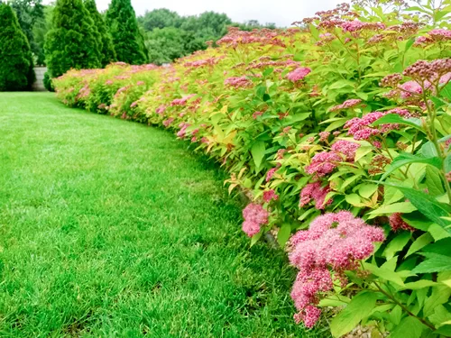 The front yard in spring garden landscape design with bright green lawn and flowers Spiraea