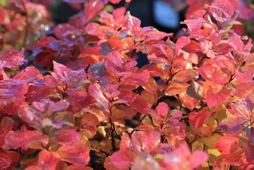 Birchleaf spirea in morning sun in October